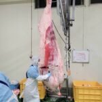 Wagyu Beef Wholesale